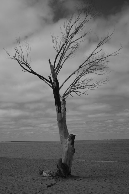 smutne drzewo na radosnej plaży