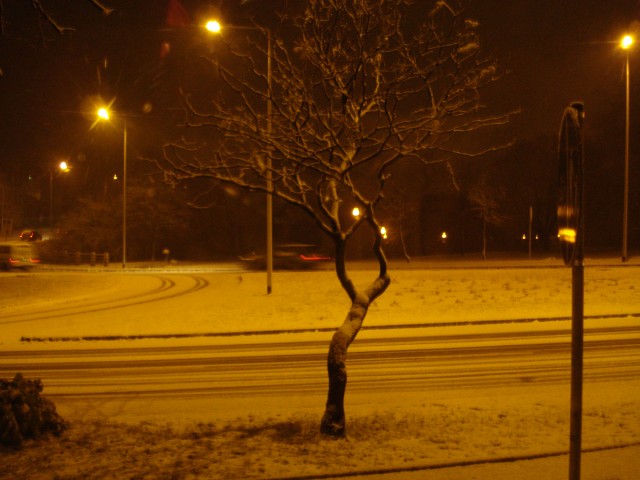 
Moje drzewko marzeń przy Górnośląskiej:)
