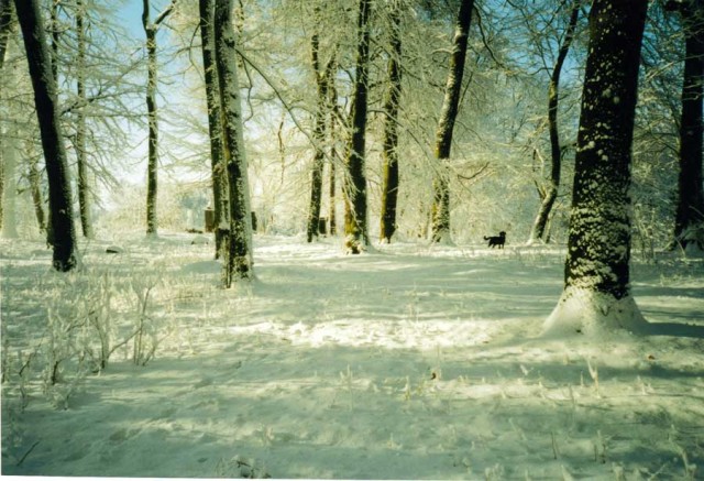 Zimowy park IV