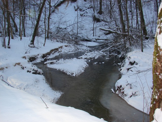 Bażantarnia zima 2008