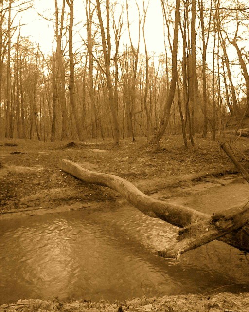 Obalona kłoda w przepięknej wiosennej scenerii lasu Bażantarnia (Kwiecień 2008)