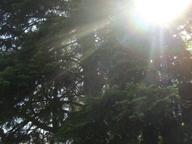 Czasem warto pójść w las i zobaczyć słoneczne promienie nadzieji....