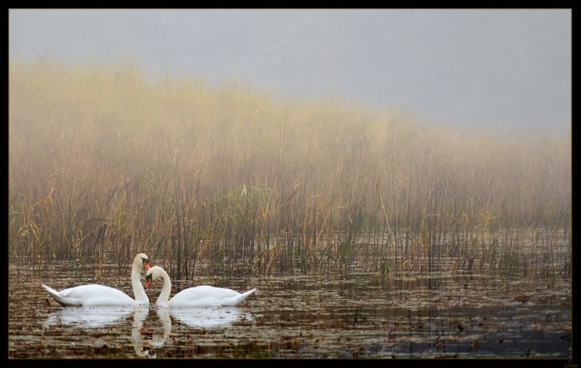 Sennie dziś i mgliście, ale im zupełnie to nie przeszkadza - uroki miłości :-)
Jezioro Stare k/Elbląga