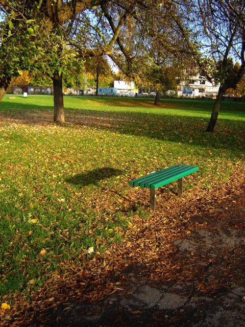 ławka na złotym dywanie liści