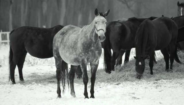Końskie zdrowie...w Kadynach (Styczeń 2009)