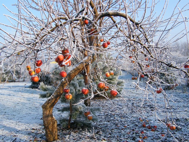 Drzewo wiadomości złego i dobrego w Zimowym Ogrodzie (Gronowo k. Elbląga - moja działka) (Styczeń 2009)