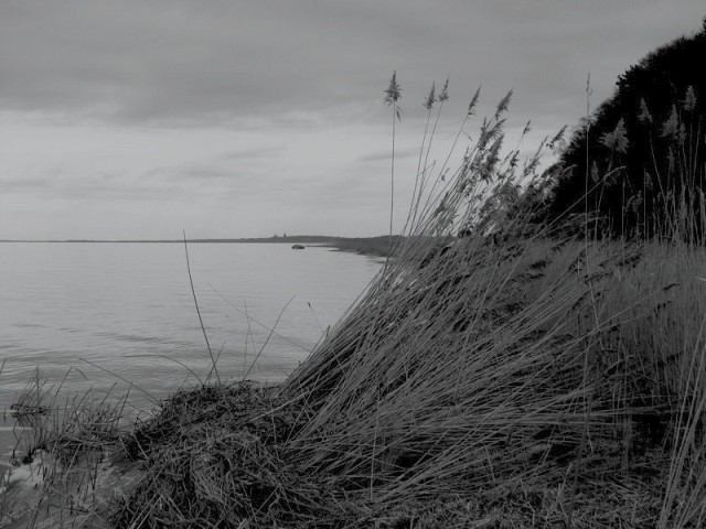 Nad brzegiem (Styczeń 2009)