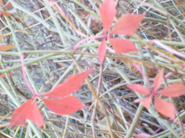 Czerwone liście bluszczu.