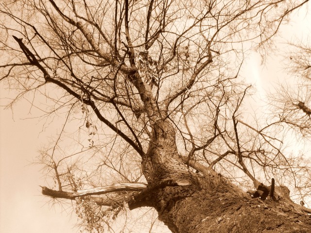 Drzewo (Luty 2009)