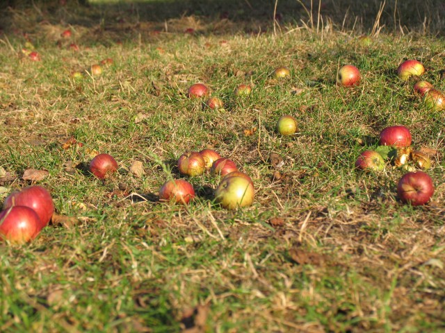 Spadającymi jabłkami jesień się zaczyna...