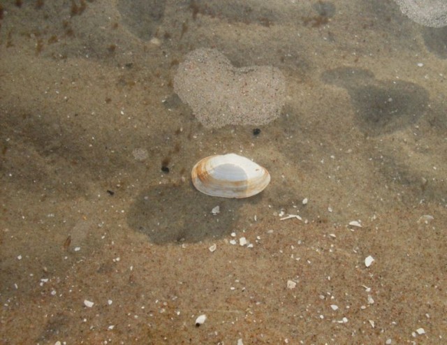 "Pływające serce"
Zdjęcie w pierwszym założeniu miało być zdjęciem muszelki pod wodą, dopiero podczas przeglądania zauważyłem, że w kadr "wpłynęło" serce z piasku nawianego z plaży.