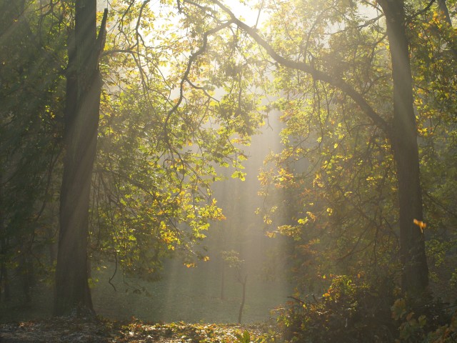 "Jesiennie, mgliście z drzew spadają liście" - PARK DOLINKA (Listopad 2009)