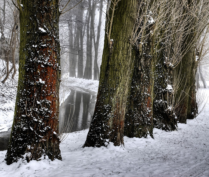Zimowe topole w Parku Traugutta