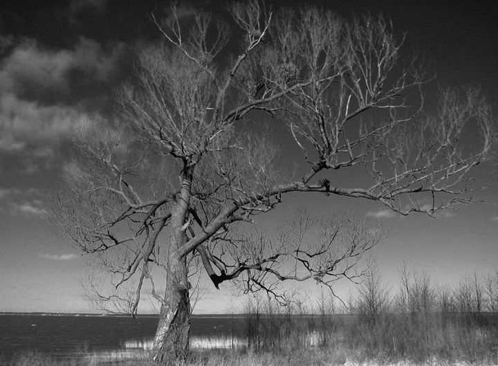 Samotne drzewo (Marzec 2010)