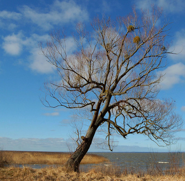 Samotne drzewo w kolorze (Marzec 2010)