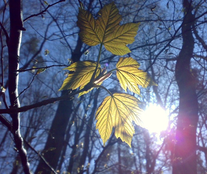 liście w promieniach słońca