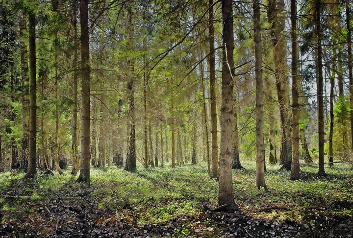 "Leśny kobierzec" - kwitnące zawilce, okolice Milejewa.