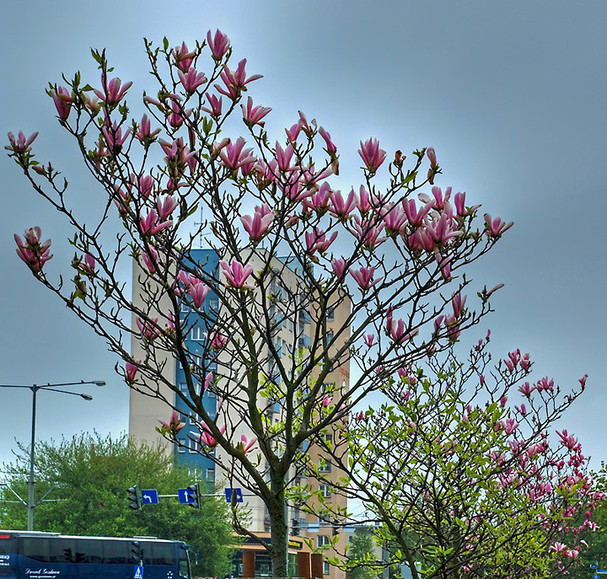Zakwitły elbląskie magnolie.