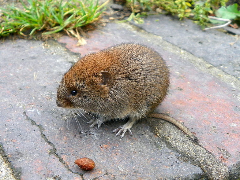 Elbląg, Nornica ruda (Autor: AnemoneProjectors (talk) (Flickr) (Bank Vole (Myodes glareolus)) [CC BY-SA 2.0 (https://creativecommons.org/licenses/by-sa/2.0)], Wikimedia Commons)
