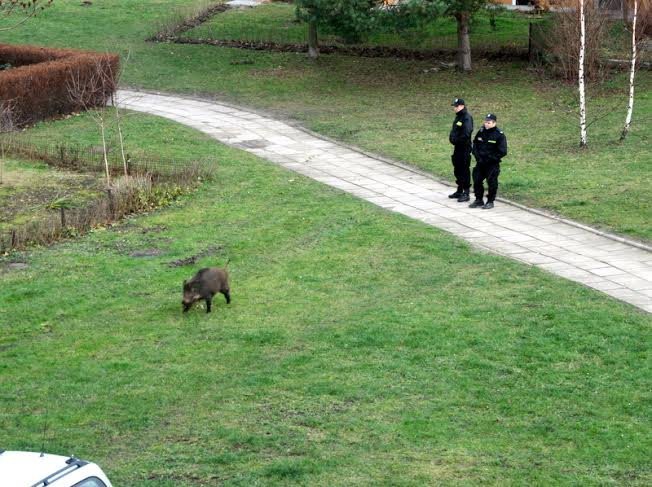 Elbląg, Tak bywało w poprzednich latach, dziki często podchodziły blisko bloków usytuowanych nad Jarem. Problem ograniczył płot postawiony na osiedlu. Zdjęcie wykonane i nadesłane przez Czytelnika w 2013 r. ( arch. PortEl.pl).