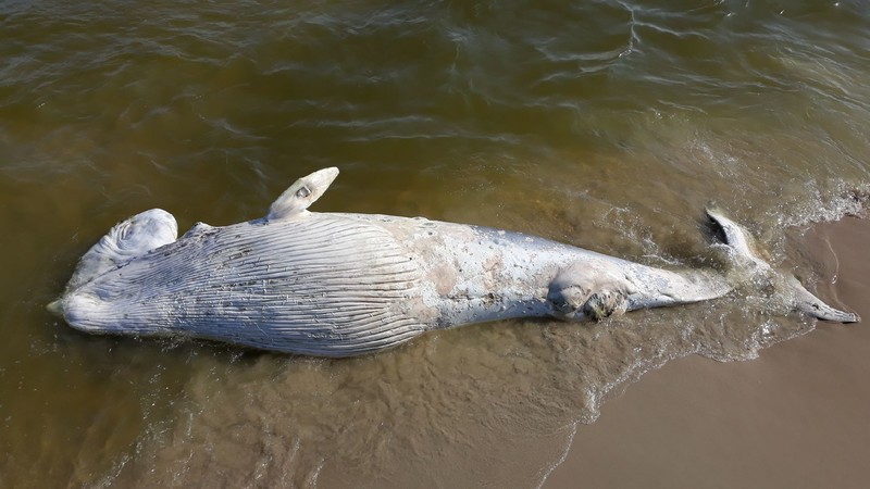 Elbląg, Martwy wieloryb w Kątach Rybackich