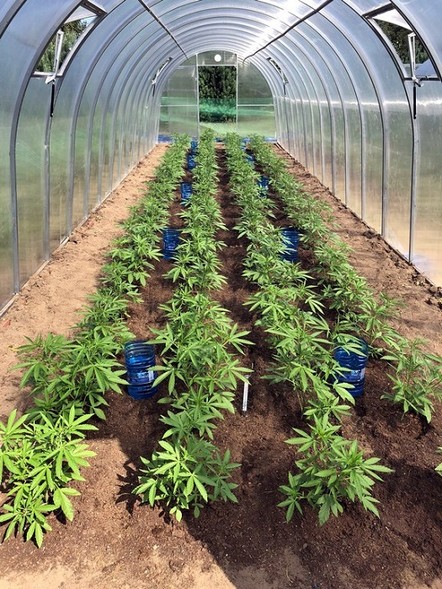 Elbląg, Plantator konopi z Pasłęka zatrzymany Elbląg, Plantator konopi z Pasłęka zatrzymany