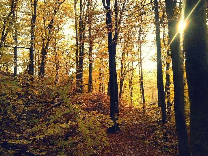 Elbląg, Bażantarnia Elbląg, Bażantarnia