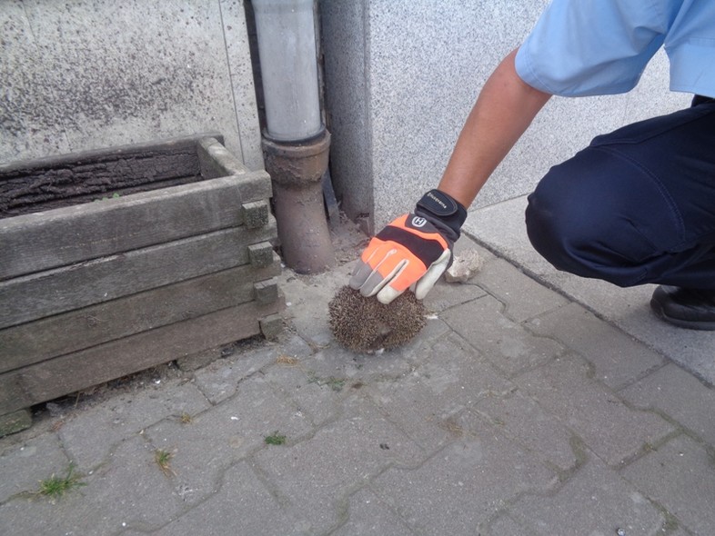Elbląg, Strażnicy uratowali jeża Elbląg, Strażnicy uratowali jeża