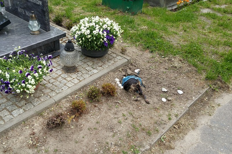 Elbląg, Padłe zwierzę na cmentarzu Agrykola w czerwcu 2018 r., zdjęcie nadesłał nasz Czytelnik