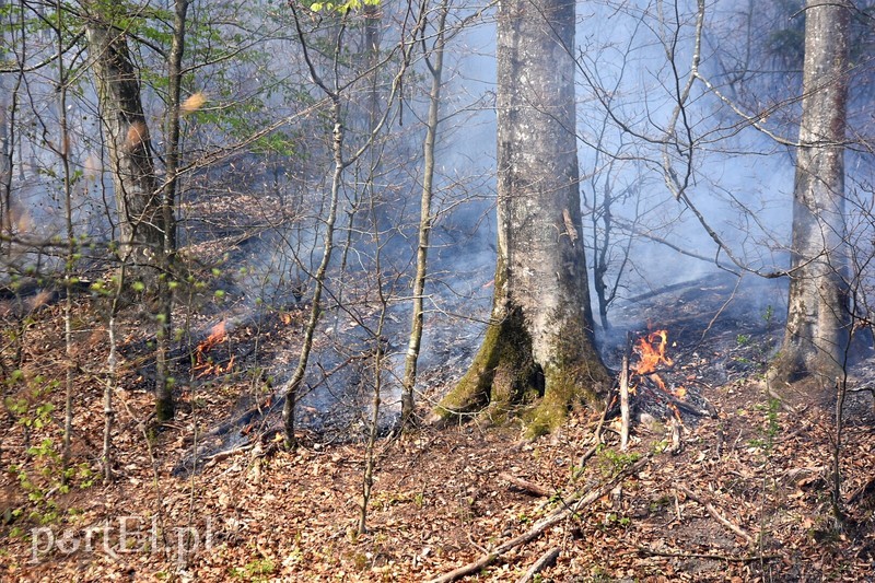 Elbląg, Pożar w środku lasu (aktualizacja)