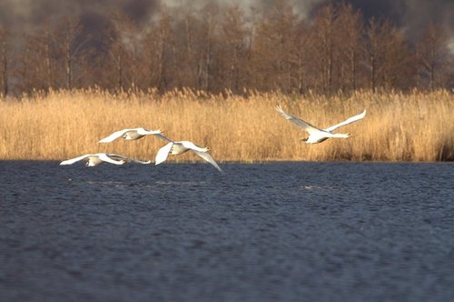 Elbląg, Wielki pożar rezerwatu ptactwa wodnego opanowany. Podpalenie? Elbląg, Wielki pożar rezerwatu ptactwa wodnego opanowany. Podpalenie?