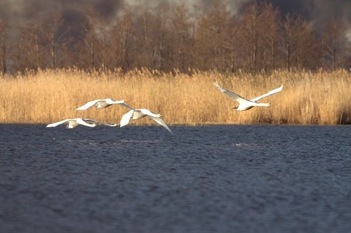 Elbląg, Wielki pożar rezerwatu ptactwa wodnego opanowany. Podpalenie?