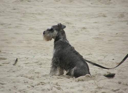 Elbląg, Psy na plaży - to problem?