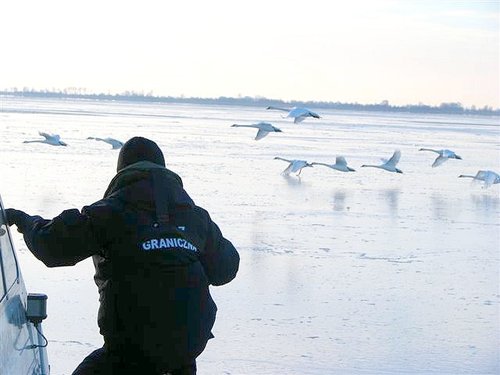 Elbląg, Załoga poduszkowca SG-411 na Zalewie Wiślanym uratowała trzy stada ptaków, każde liczące około 30 łabędzi Elbląg, Załoga poduszkowca SG-411 na Zalewie Wiślanym uratowała trzy stada ptaków, każde liczące około 30 łabędzi