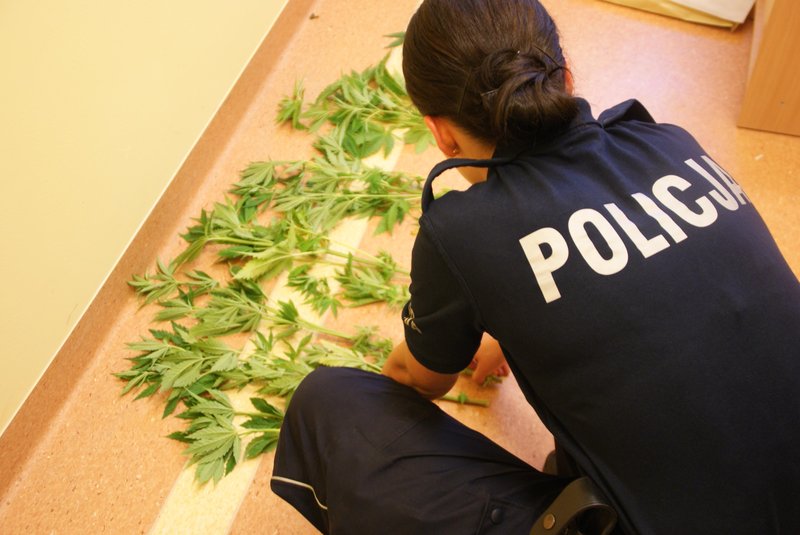 Elbląg, Braniewscy policjanci zabezpieczyli 17 krzaków marihuany