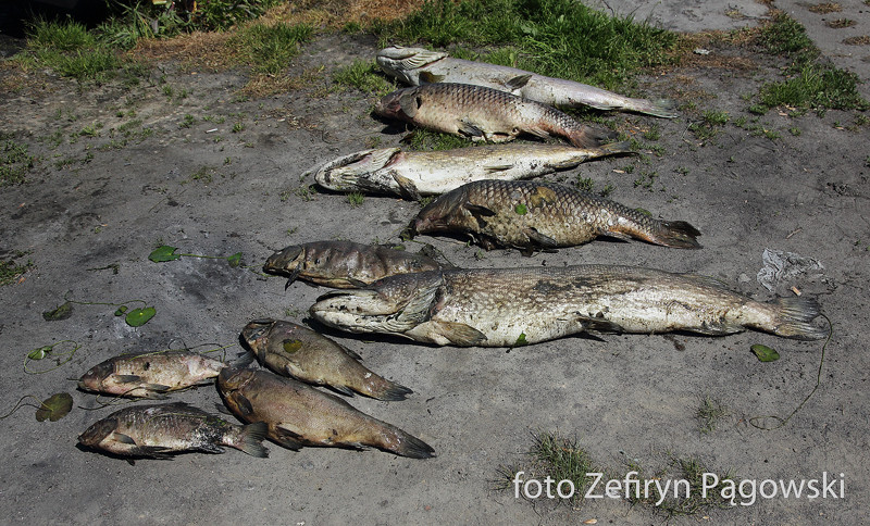 Elbląg, Już wyłowiono ponad tonę śniętych ryb z rzeki Wąskiej i wód jeziora Druzno