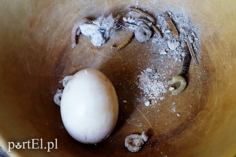 Elbląg, Jedno z gołębich jaj wraz z robactwem, które pojawiło się w kamienicy
