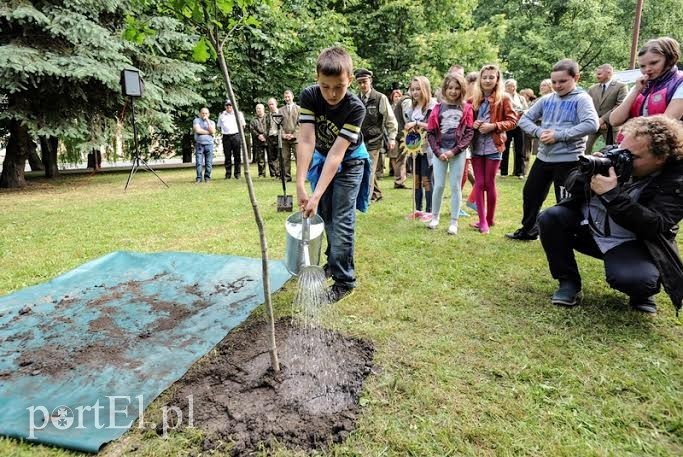 Elbląg, Dąb wolności został zasadzony, przysypany ziemią, a na koniec podlany przez jednego z uczniów SP nr 18 Elbląg, Dąb wolności został zasadzony, przysypany ziemią, a na koniec podlany przez jednego z uczniów SP nr 18