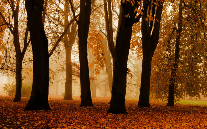 Elbląg, Park Traugutta. Elbląska złota jesień (Elbląska złota jesień - nagroda specjalna)