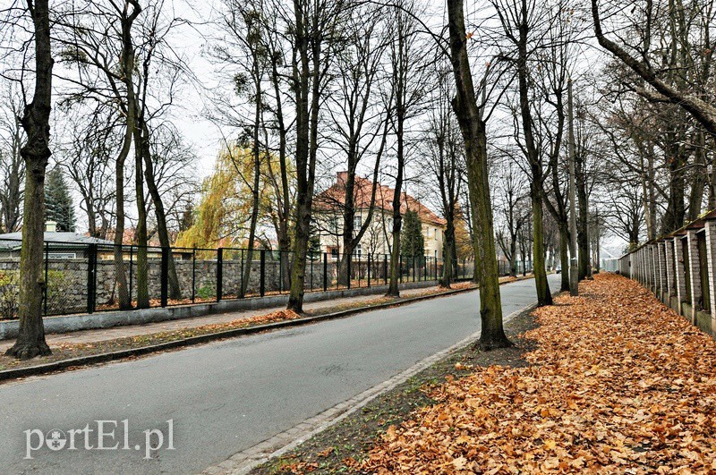 Elbląg, Teraz ja - Wycinka drzew Elbląg, Teraz ja - Wycinka drzew