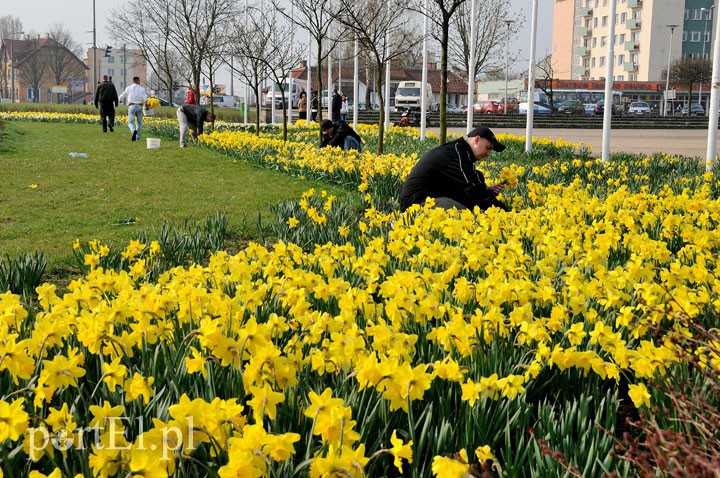 Elbląg, W weekend żonkilowe Pola Nadziei