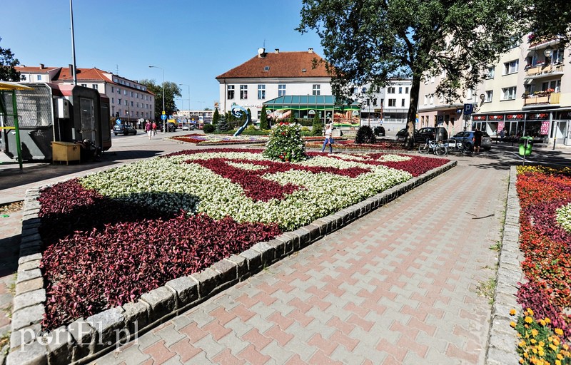 Elbląg, Elbląg reprezentuje kwietnik położony przy ul. Czerwonego Krzyża