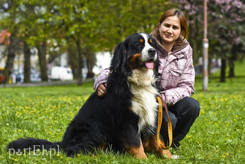 Elbląg, Joanna Kijowska-Lasek z Gizmo, berneńskim psem pasterskim