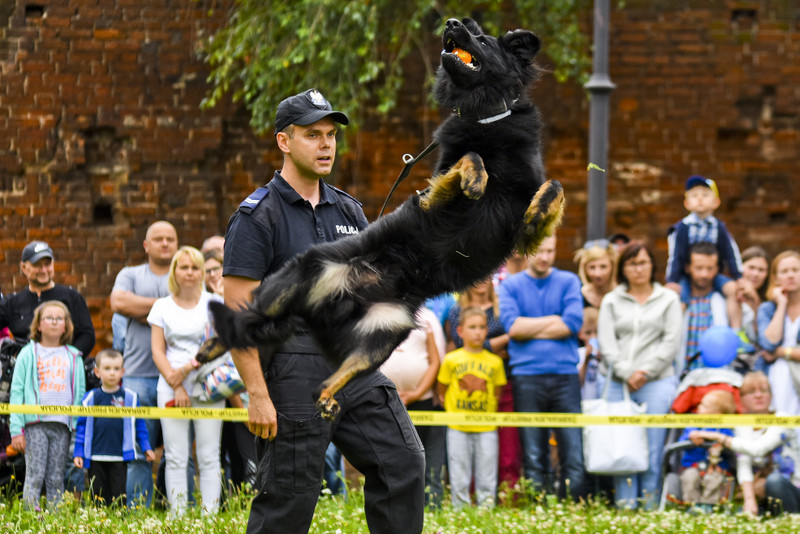 Elbląg, Jedną z głównych atrakcji festynu był pokaz tresury psów policyjnych