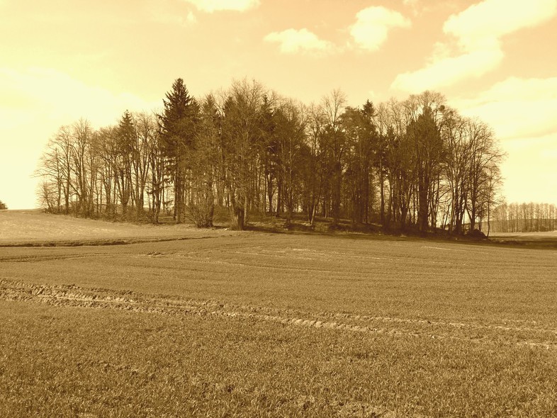 Elbląg, Kołodzieje: w miejscu, gdzie dzisiaj jest zagajnik, znajdował się cmentarz ewangelicki (Zdjęcie pochodzi ze strony pruskihoryzont.blogspot.com)