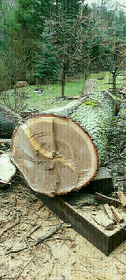Elbląg Sprzedam drewno dębu na plastry o średnicy 90 cm i długości 4 metrów.