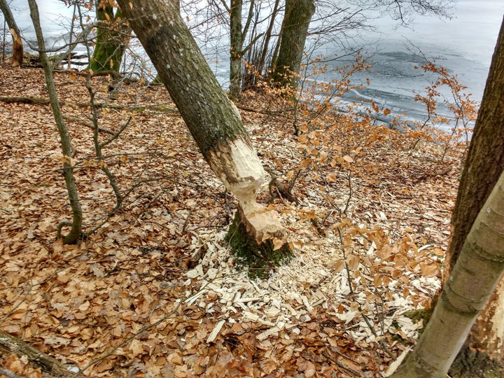 Obgryzione drzewko. Bobry przy jeziorze Goplenica (Marzec 2017)