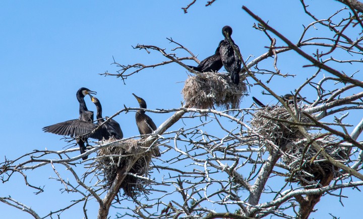Głodomory. Rezerwat kormoranów w Kątach Rybackich