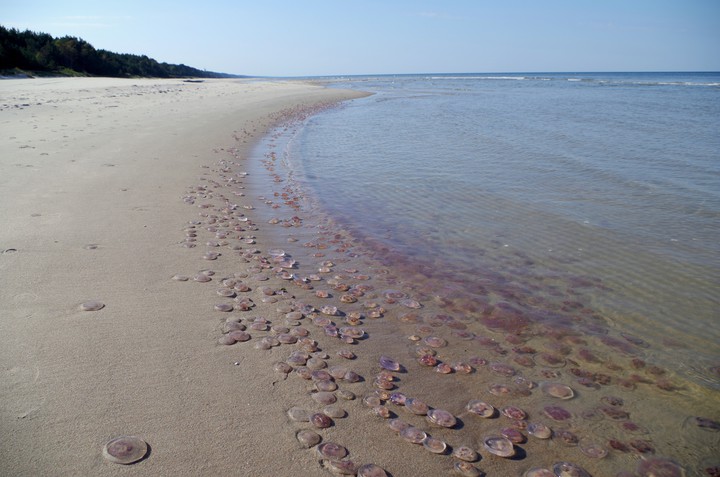 Meduzy. Wzdłuż całej mierzei tysiące meduz wyrzuconych na brzeg, z daleka wyglądają jak małe kamyki otoczaki uformowane przez fale (Październik 2017)