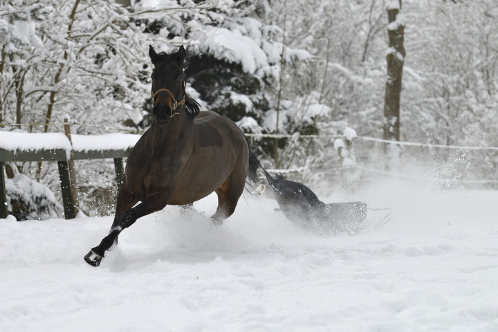 Konie też cieszą się z prawdziwej zimy